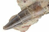 Spinosaurus Tooth In Situ - Dekkar Formation, Morocco #220362-1